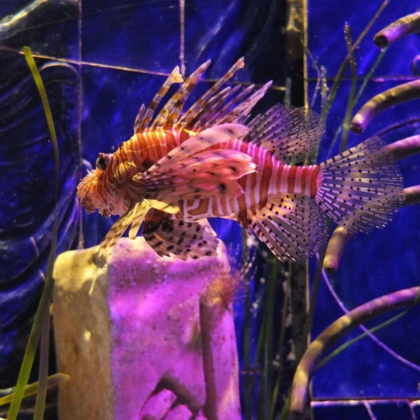 Lost-Chamber-Aquarium6